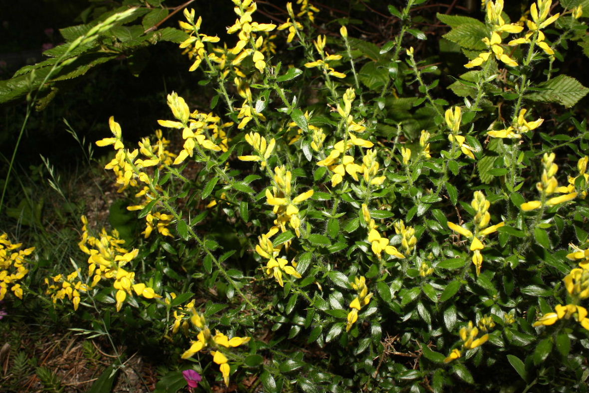 Genista germanica / Ginestra spinosa